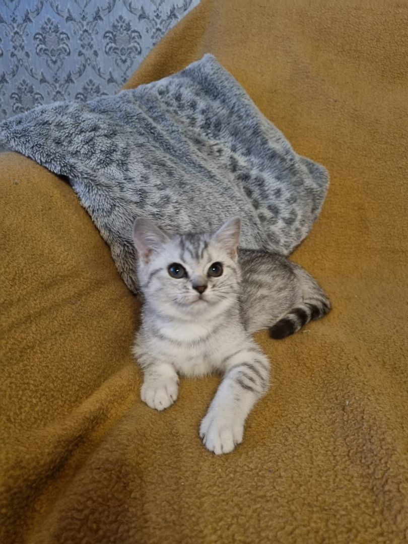 BKH/BLH suchen schönes Zuhause für immer BKH/BLH suchen schönes Zuhause für immer