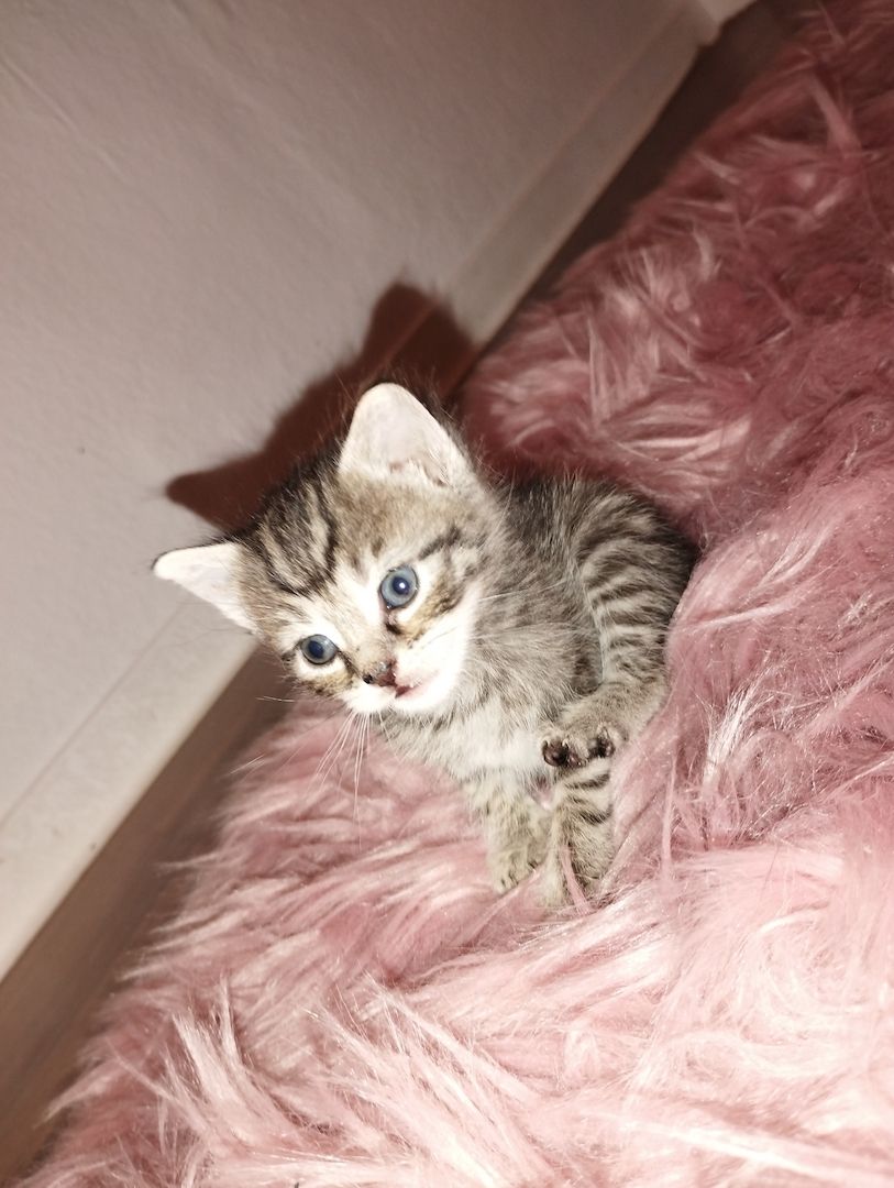 BKH Kitten
