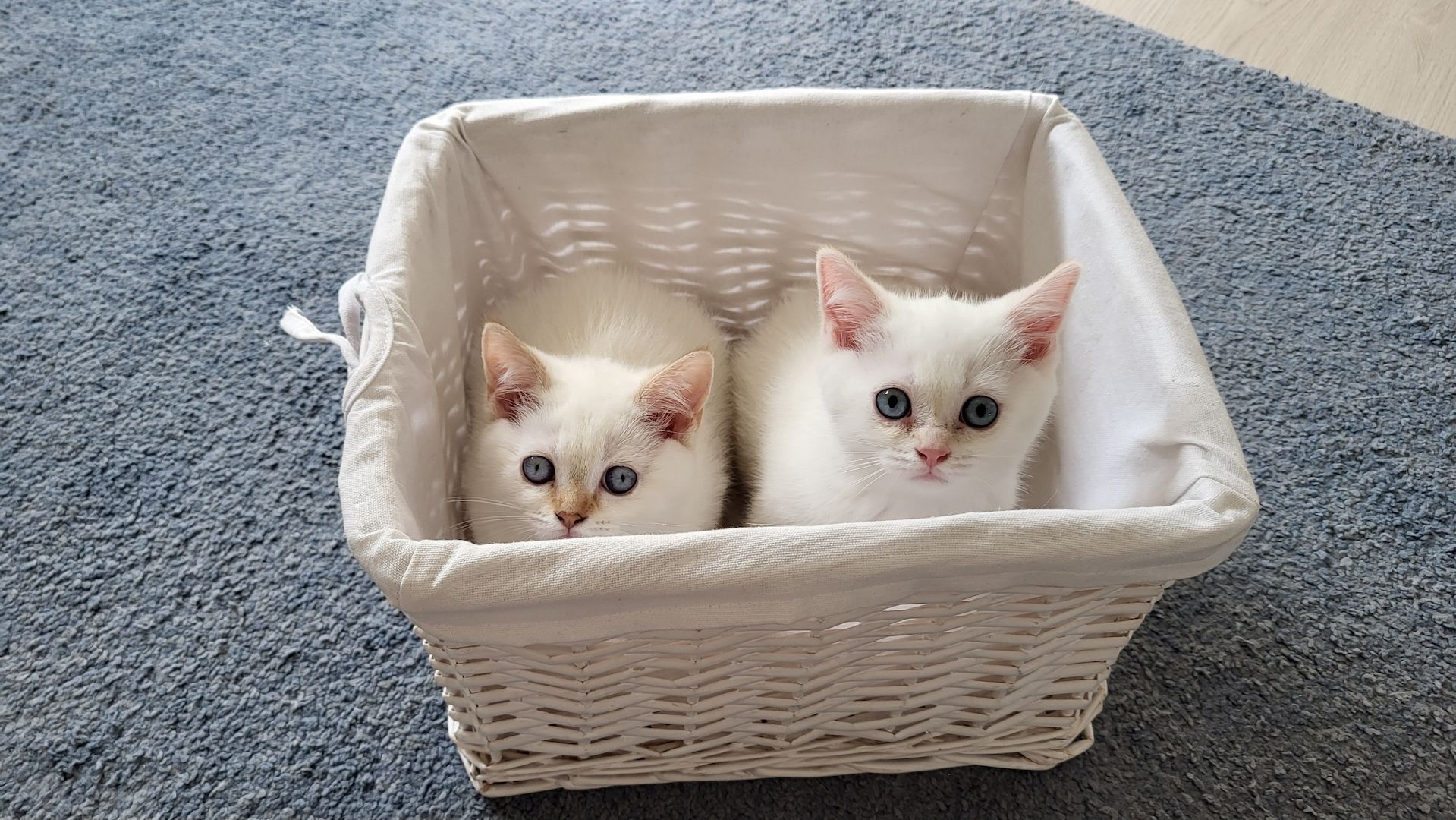 Reinrassige BKH-Kitten