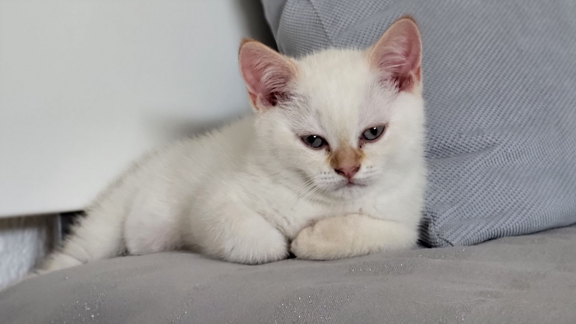 Reinrassige BKH-Kitten