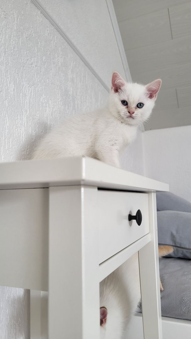 Reinrassige BKH-Kitten