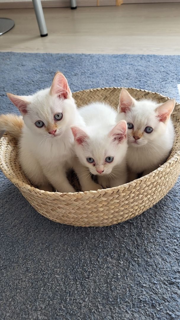 Reinrassige BKH-Kitten