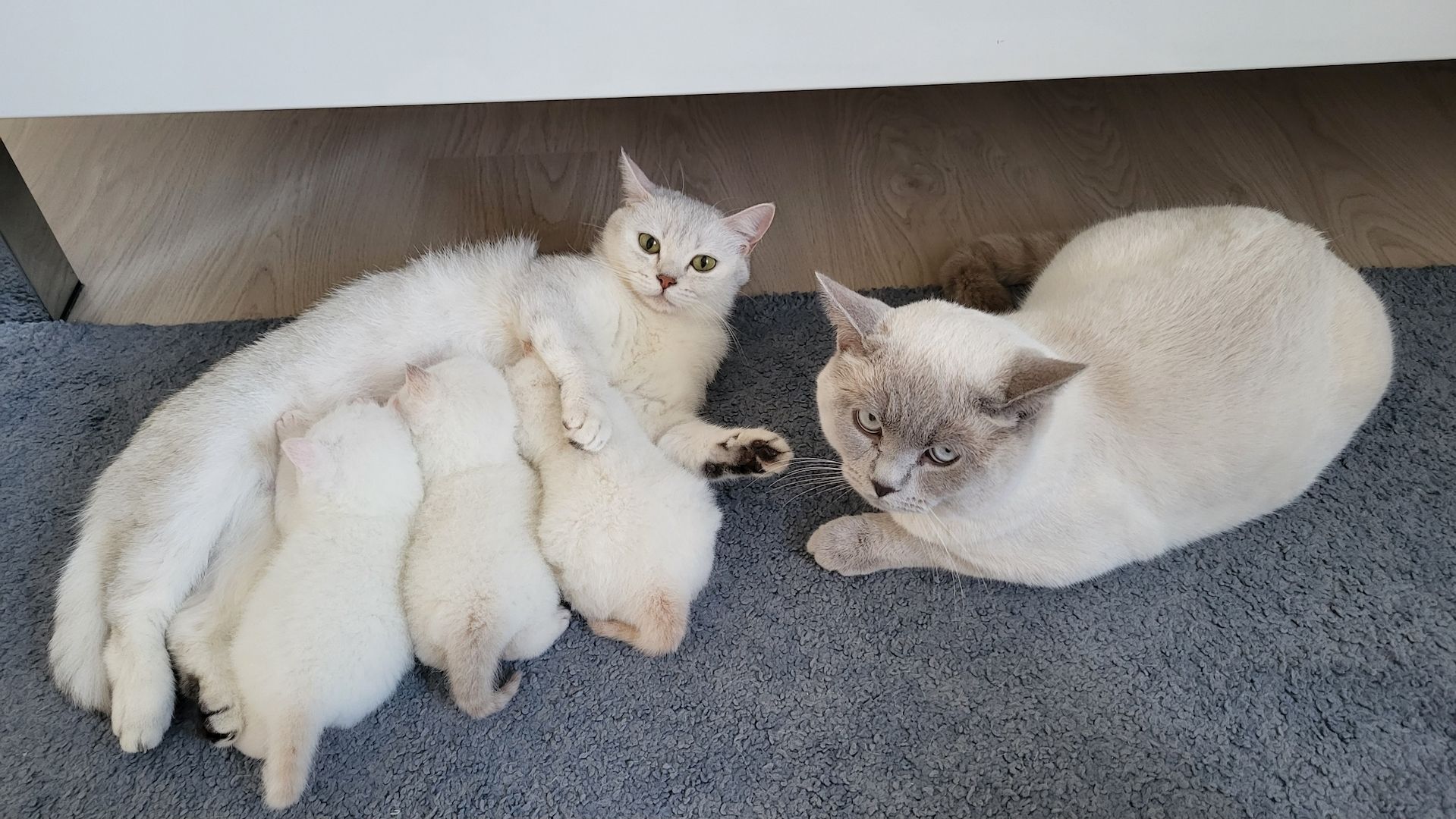 Reinrassige BKH-Kitten