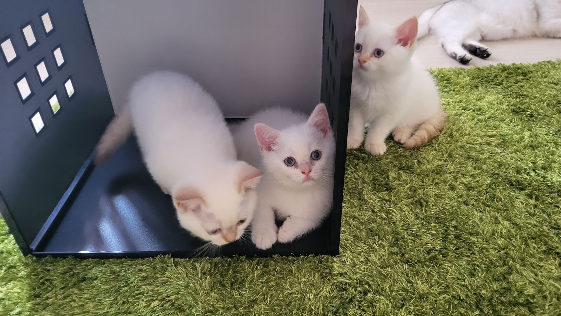 Reinrassige BKH-Kitten