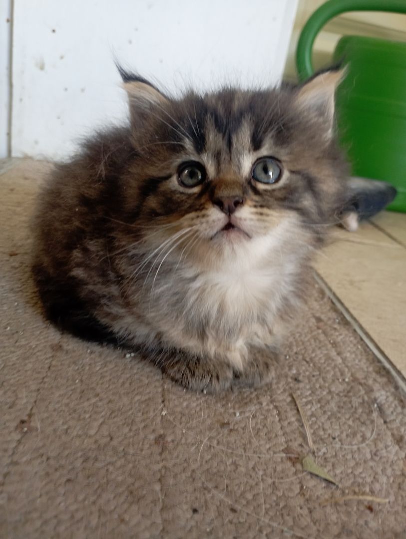 MaineCoon Mix Kitten