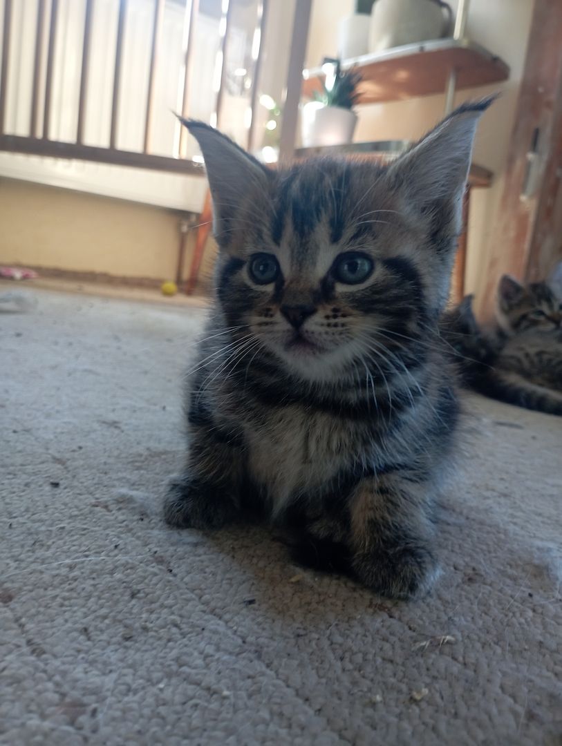MaineCoon Mix Kitten
