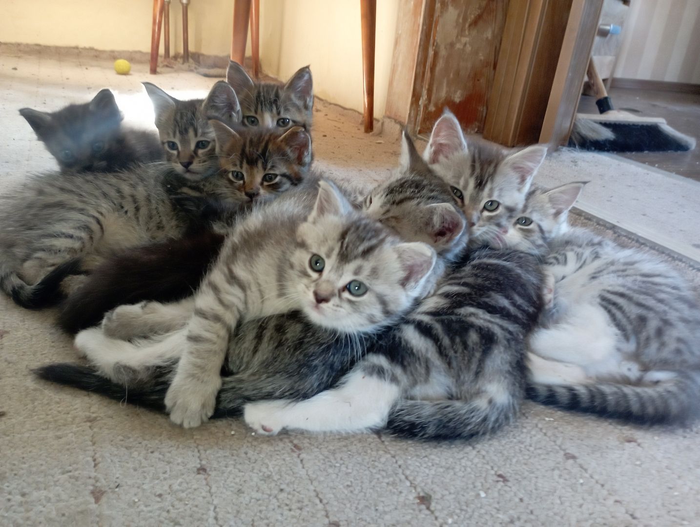 MaineCoon Mix Kitten