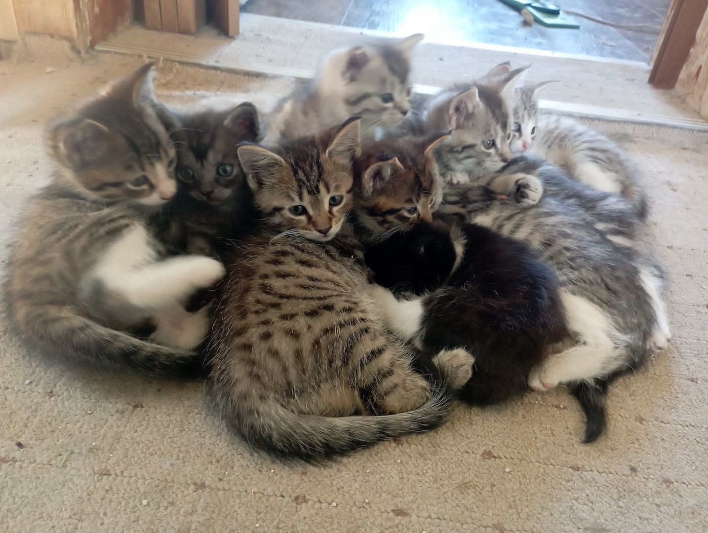MaineCoon Mix Kitten