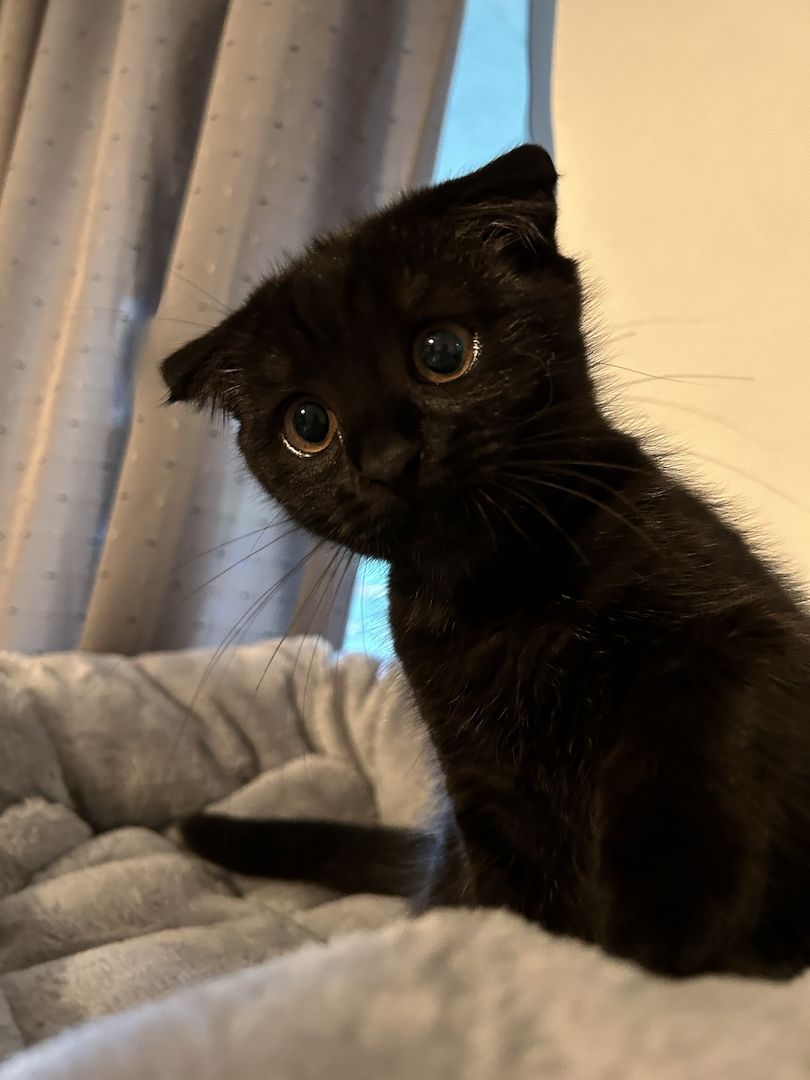 BKH Katzen Mädchen abzugeben