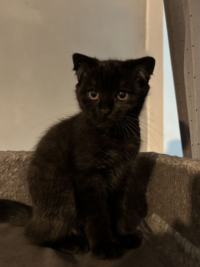 BKH Katzen Mädchen abzugeben