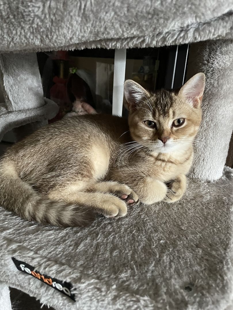 BKH Kitten suchen neues Zuhause