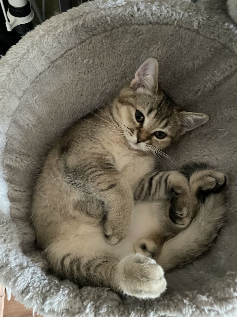 BKH Kitten suchen neues Zuhause