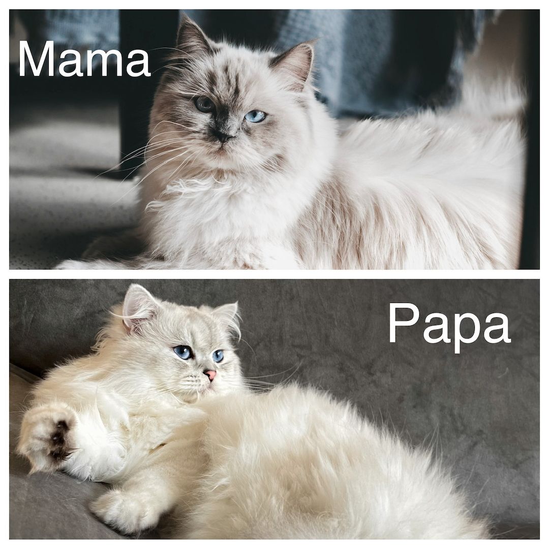 Sehr süße BLH kitten zu reservieren