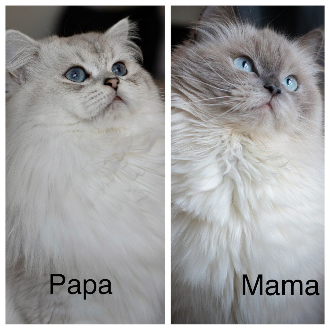 Sehr süße BLH kitten zu reservieren