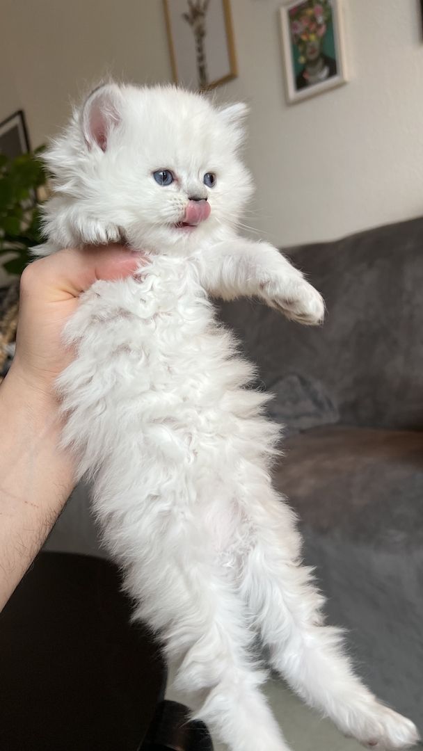 Sehr süße BLH kitten zu reservieren