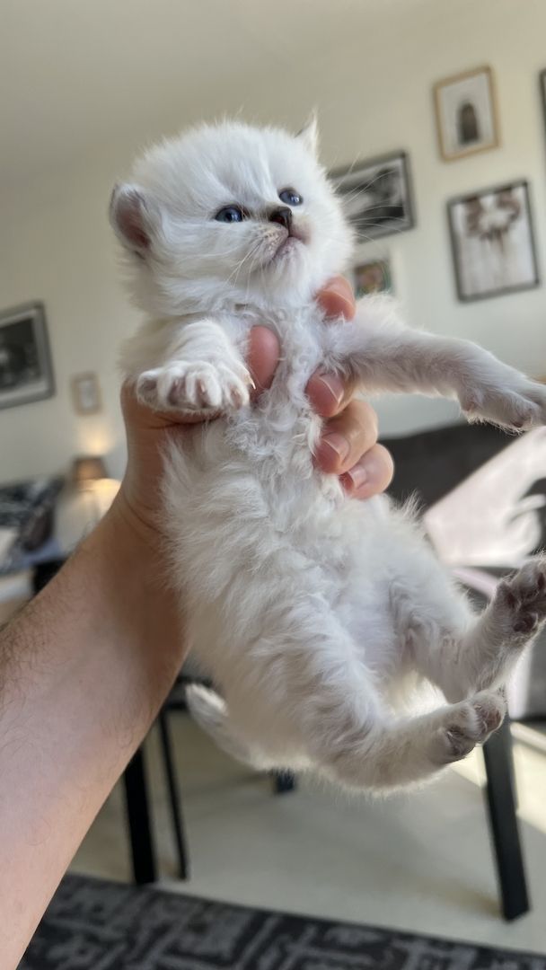 Sehr süße BLH kitten zu reservieren