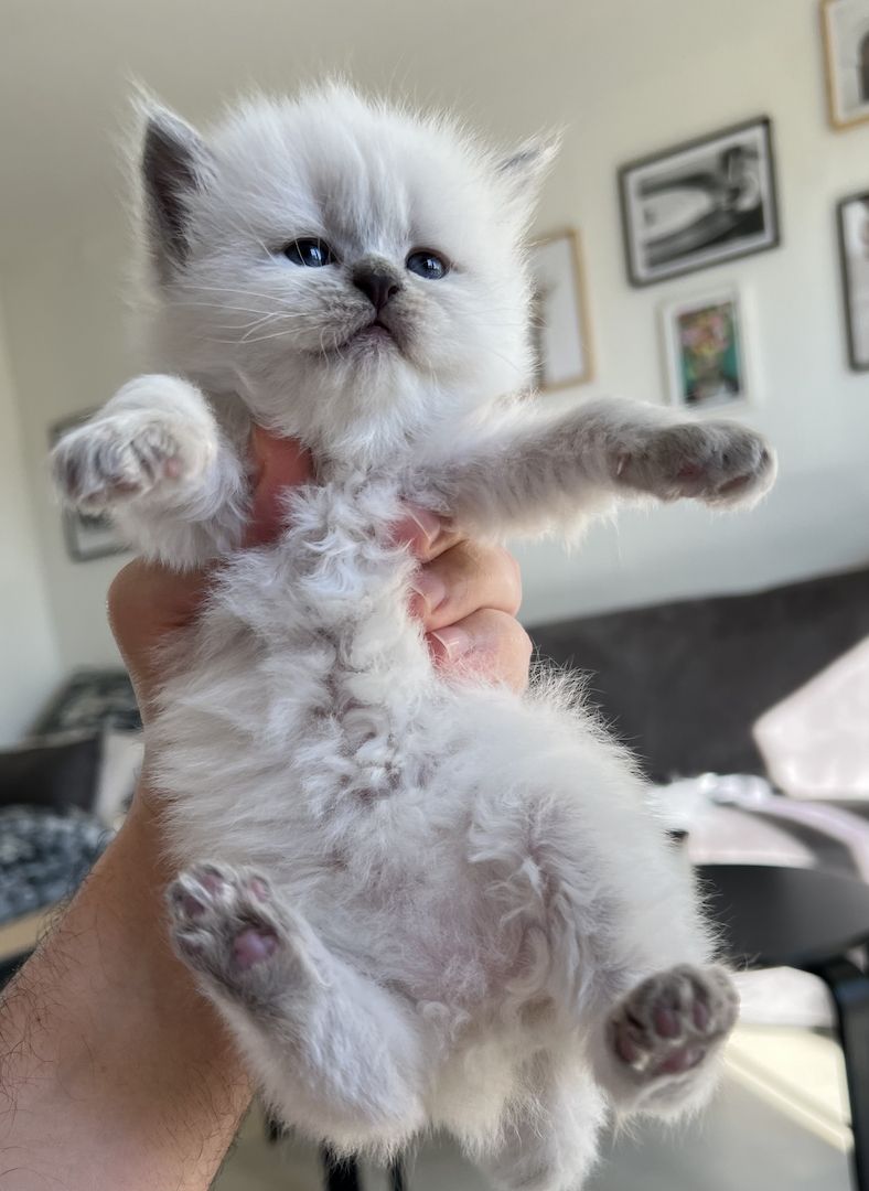 Sehr süße BLH kitten zu reservieren