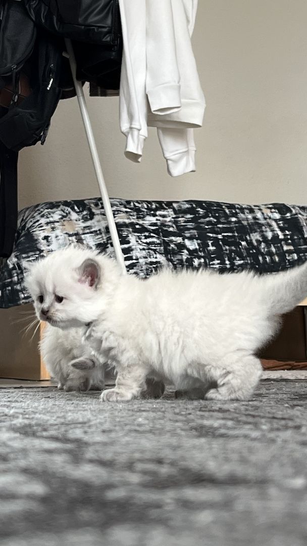 Sehr süße BLH kitten zu reservieren