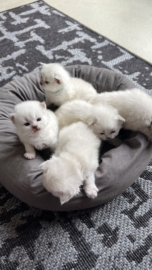 Sehr süße BLH kitten zu reservieren