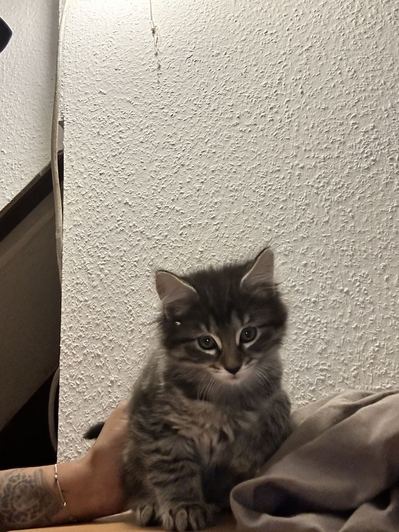Katzen abzugeben Katzen abzugeben