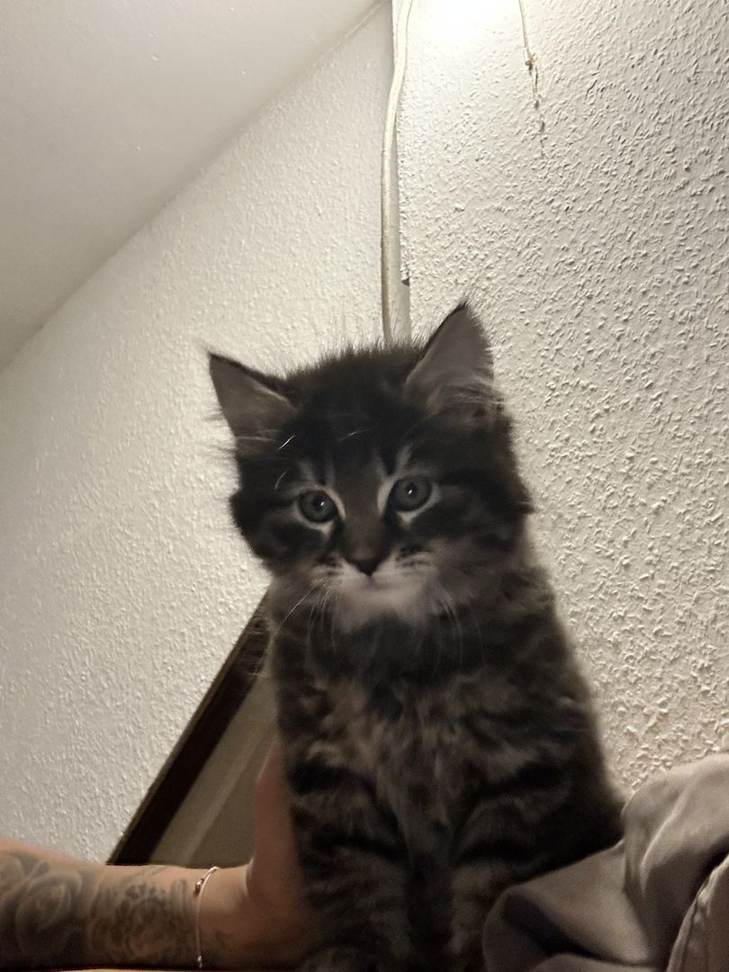 Katzen abzugeben Katzen abzugeben
