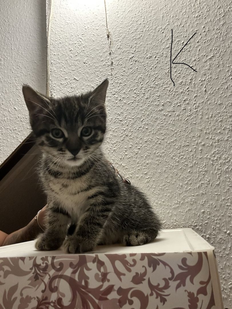 Katzen abzugeben Katzen abzugeben