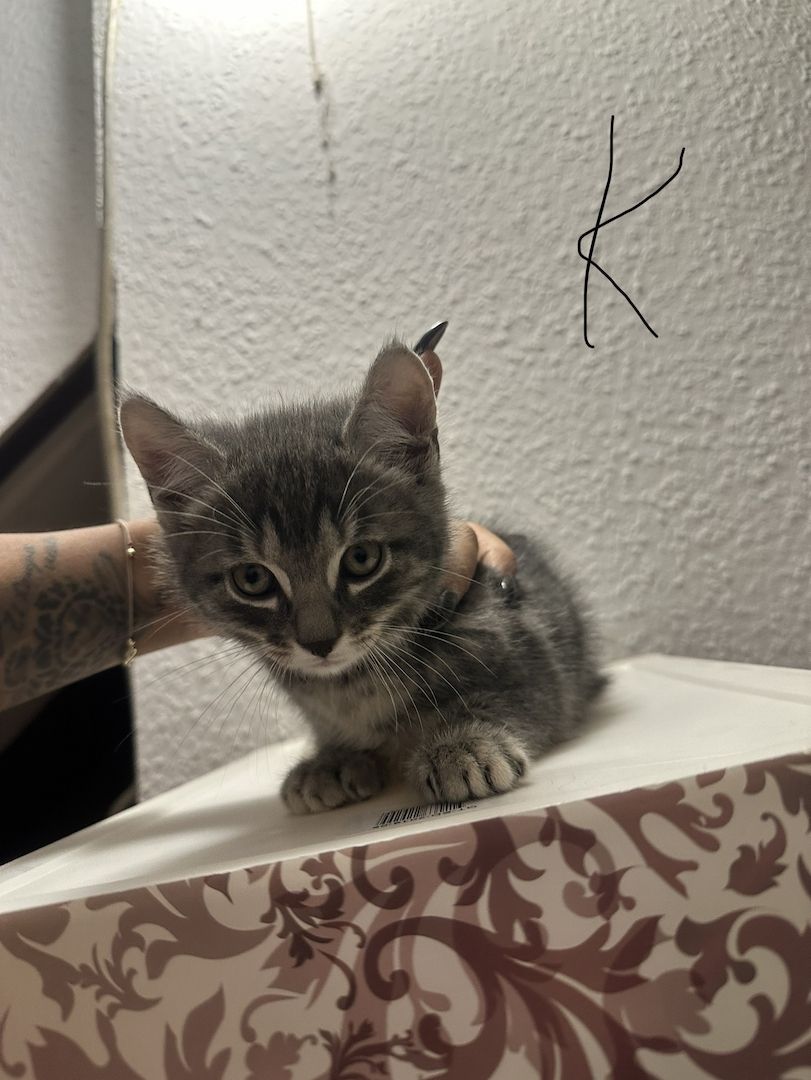 Katzen abzugeben Katzen abzugeben
