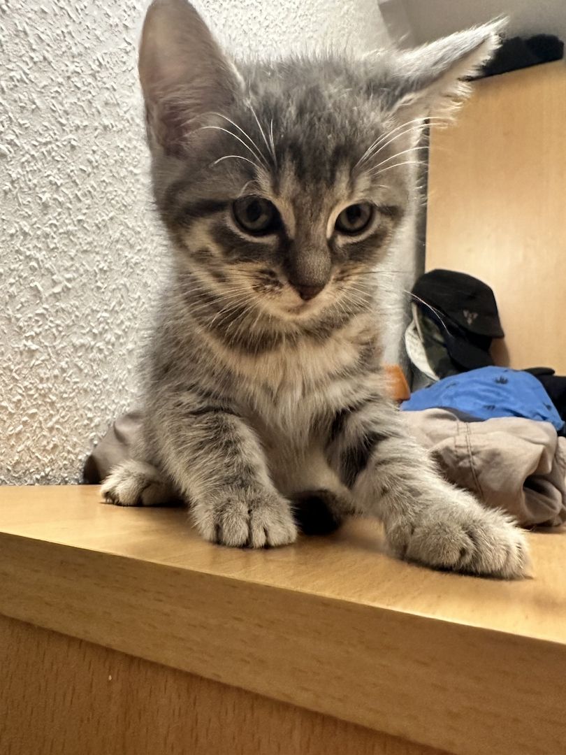 Katzen abzugeben Katzen abzugeben