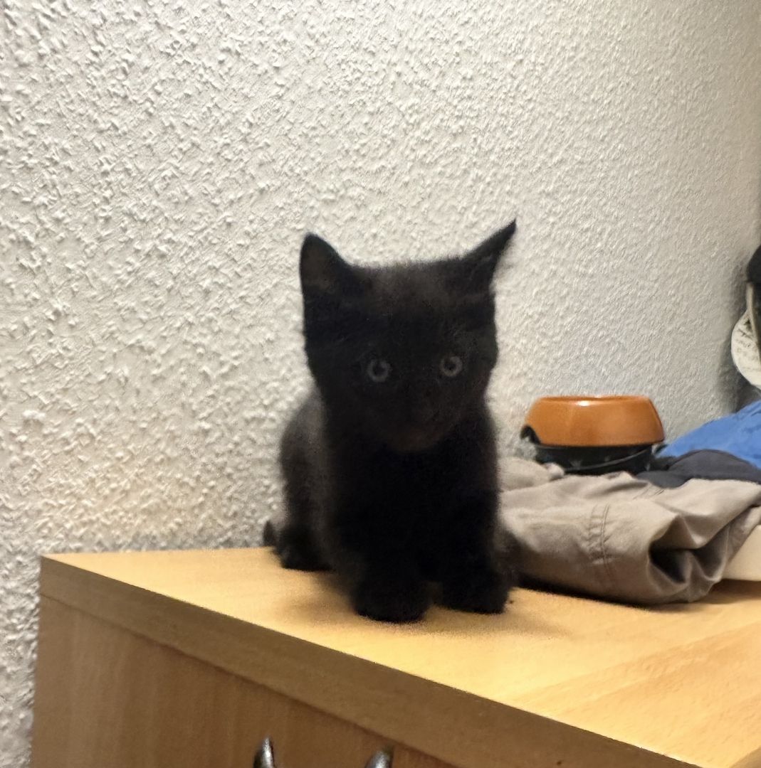 Katzen abzugeben Katzen abzugeben