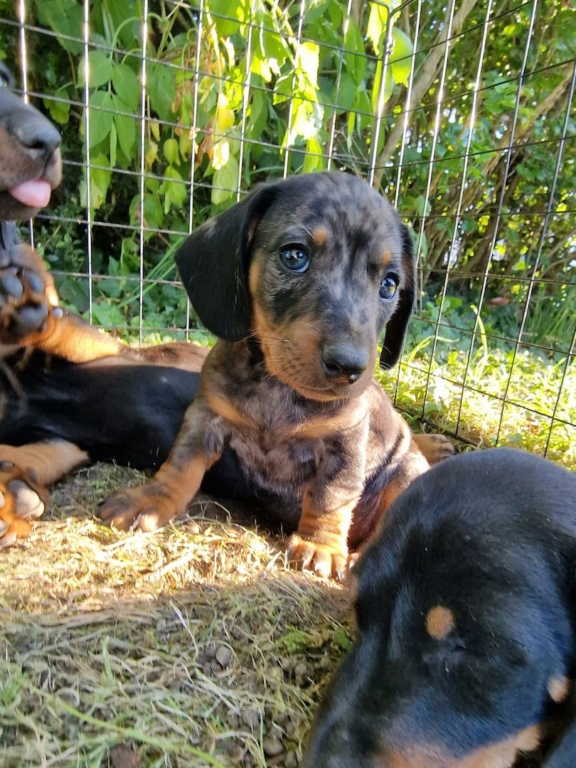 Zwergdackel Welpen