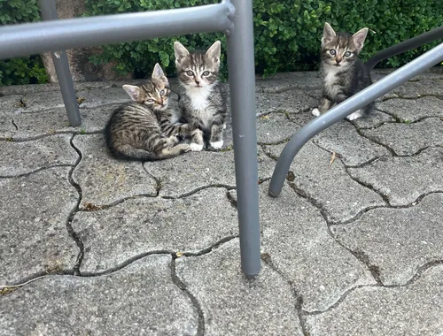 3 Süße Katzenbabys abzugeben