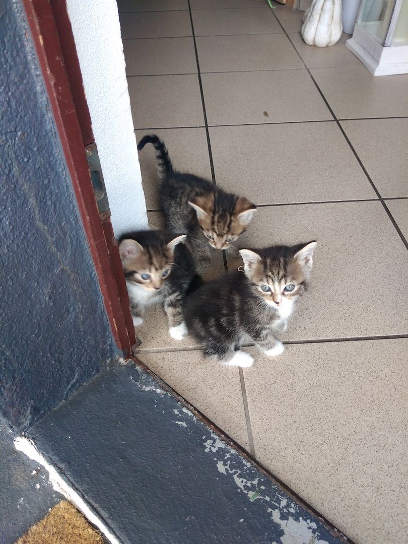 3 Süße Katzenbabys abzugeben