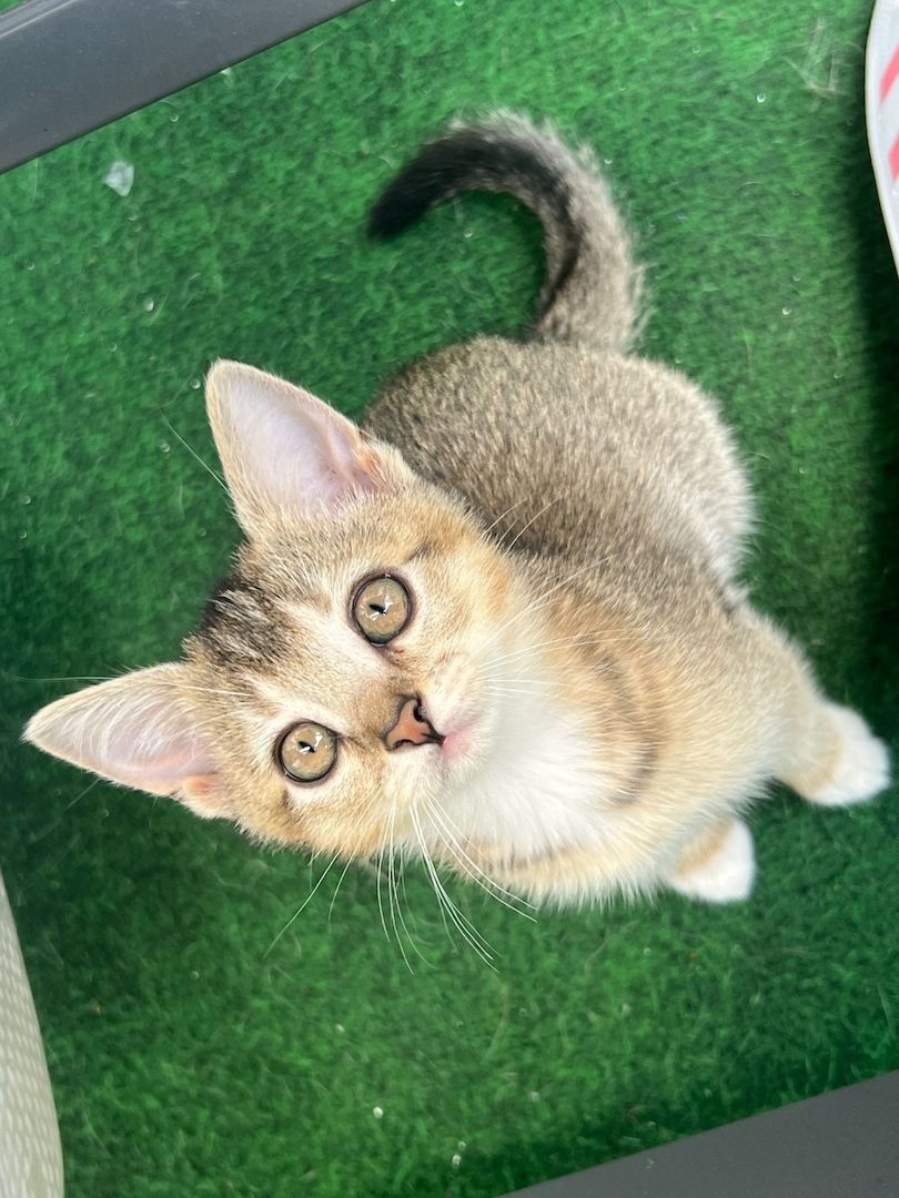 2 Britisch Kurzhaar Mix Geschwister Kitten 2 Britisch Kurzhaar Mix Geschwister Kitten