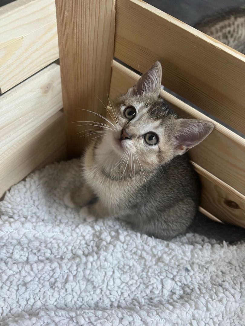 2 Britisch Kurzhaar Mix Geschwister Kitten 2 Britisch Kurzhaar Mix Geschwister Kitten