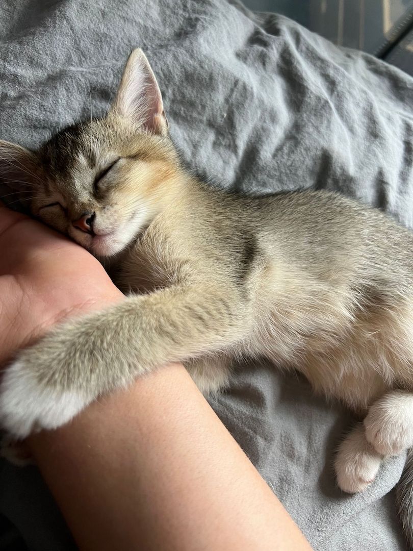 2 Britisch Kurzhaar Mix Geschwister Kitten 2 Britisch Kurzhaar Mix Geschwister Kitten