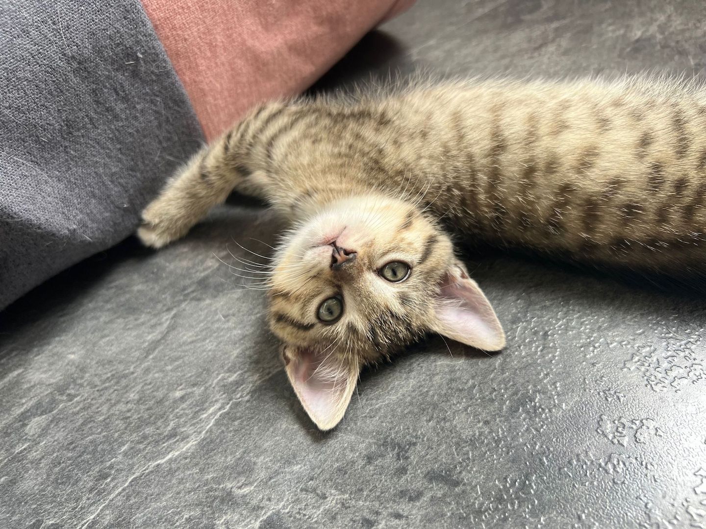 2 Britisch Kurzhaar Mix Geschwister Kitten 2 Britisch Kurzhaar Mix Geschwister Kitten