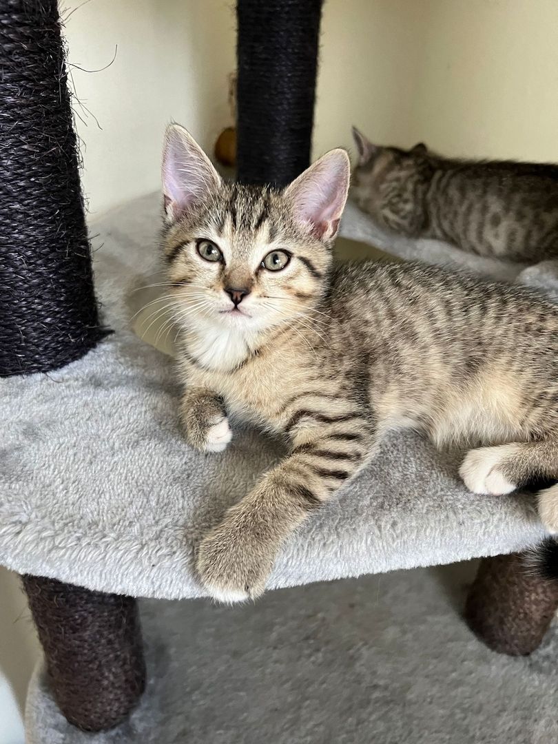 2 Britisch Kurzhaar Mix Geschwister Kitten 2 Britisch Kurzhaar Mix Geschwister Kitten