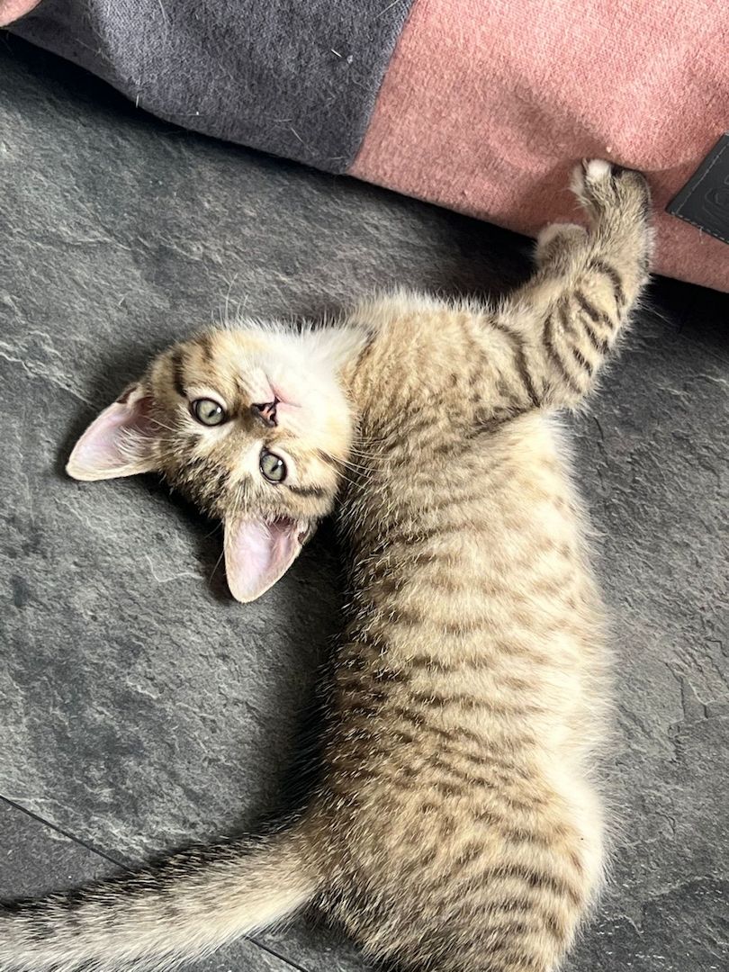 2 Britisch Kurzhaar Mix Geschwister Kitten 2 Britisch Kurzhaar Mix Geschwister Kitten