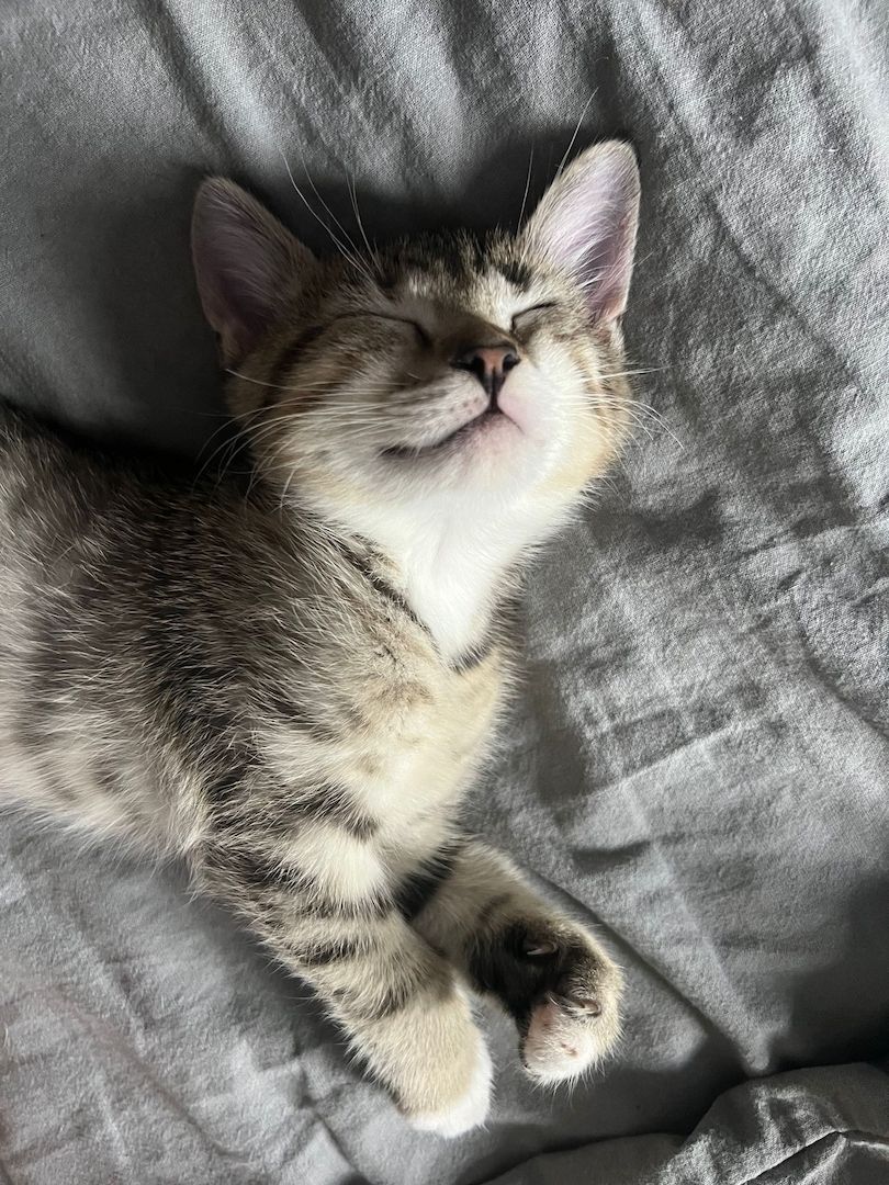 2 Britisch Kurzhaar Mix Geschwister Kitten 2 Britisch Kurzhaar Mix Geschwister Kitten