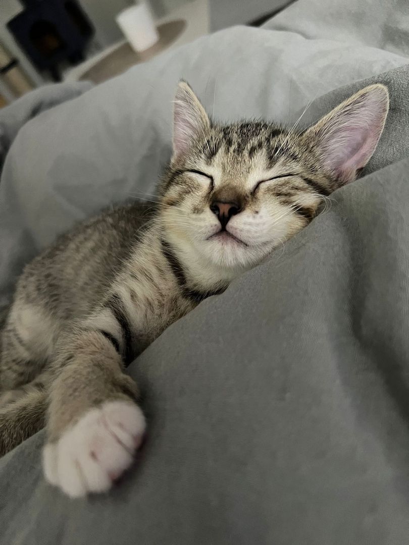 2 Britisch Kurzhaar Mix Geschwister Kitten 2 Britisch Kurzhaar Mix Geschwister Kitten