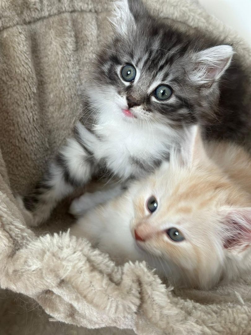 Norwegische Waldkatze -Kitten reinrassig