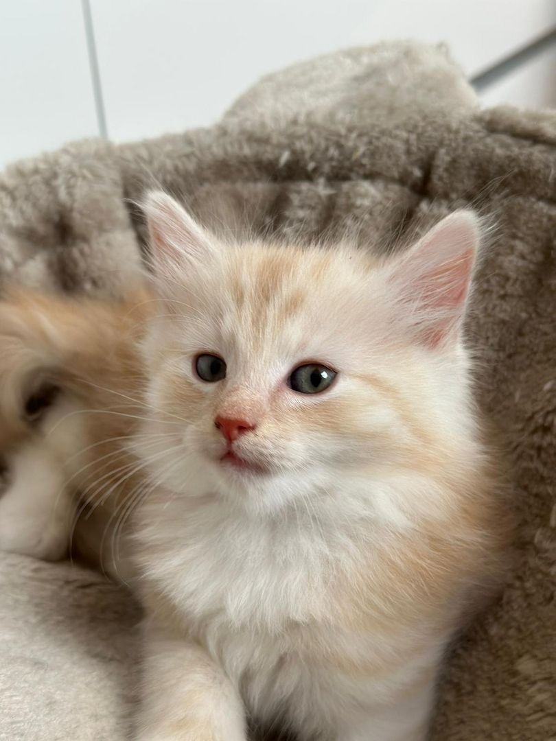 Norwegische Waldkatze -Kitten reinrassig