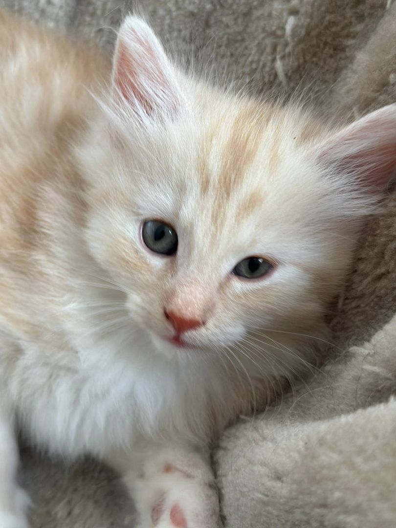 Norwegische Waldkatze -Kitten reinrassig