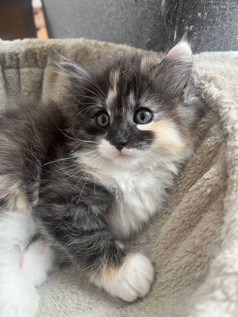 Norwegische Waldkatze -Kitten reinrassig