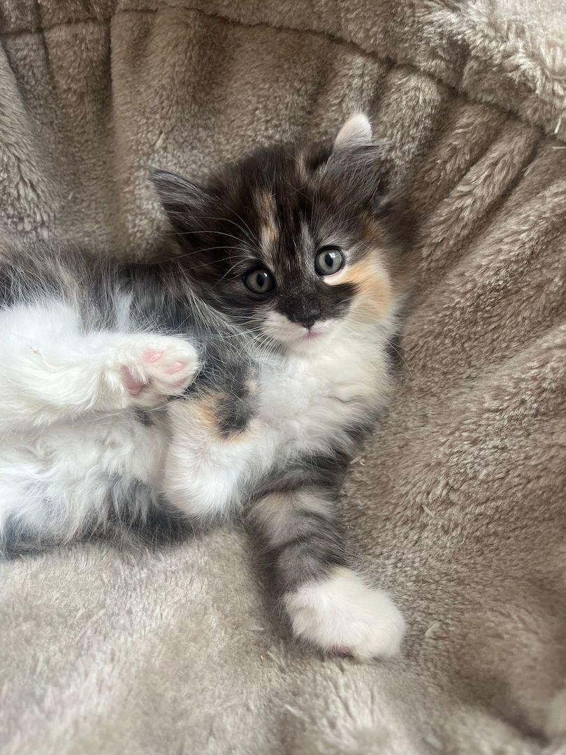 Norwegische Waldkatze -Kitten reinrassig