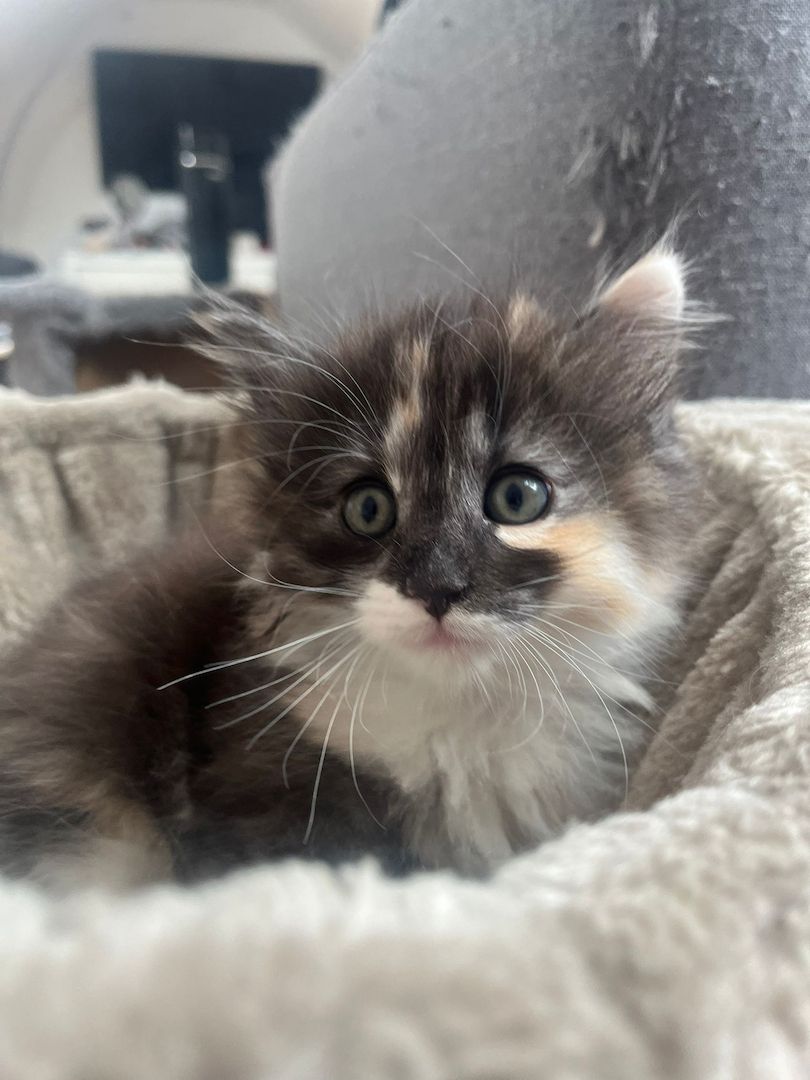 Norwegische Waldkatze -Kitten reinrassig