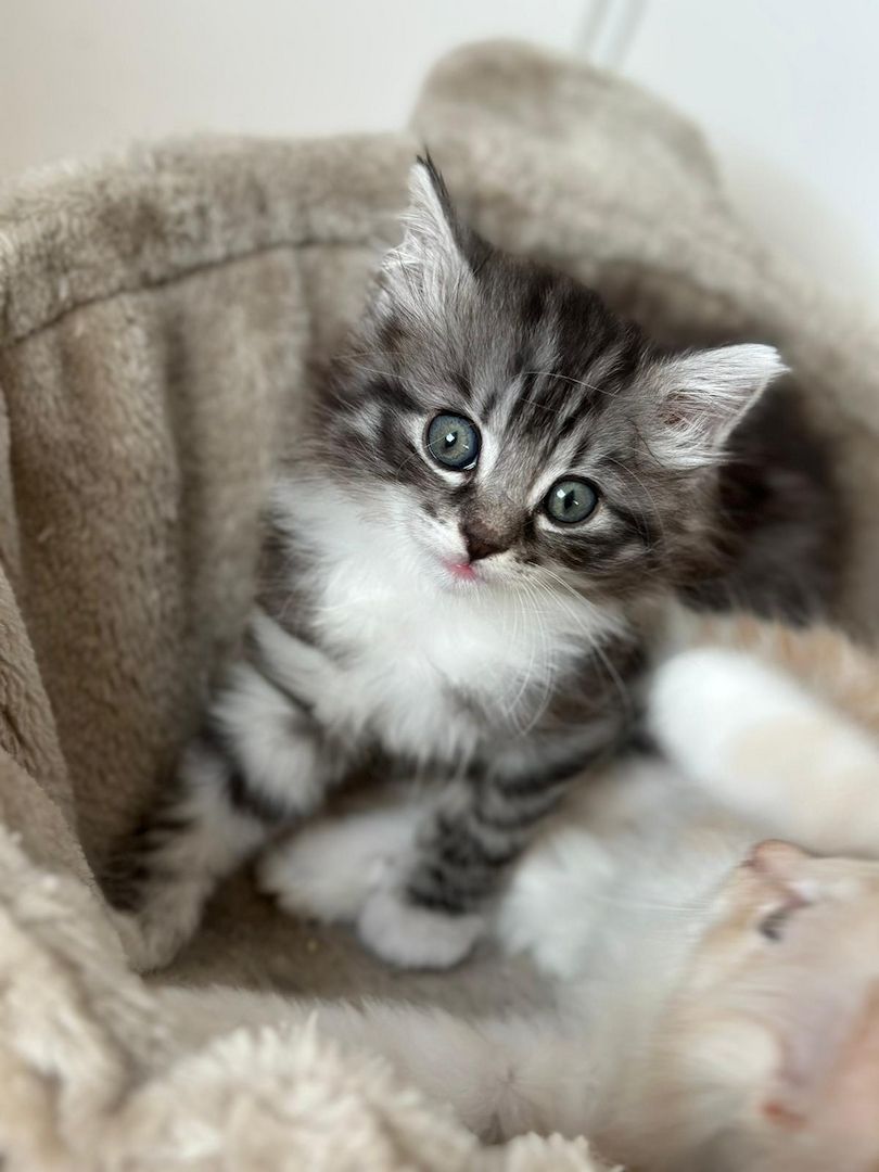 Norwegische Waldkatze -Kitten reinrassig