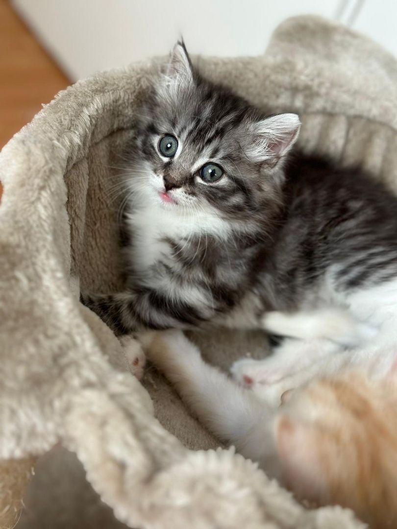 Norwegische Waldkatze -Kitten reinrassig