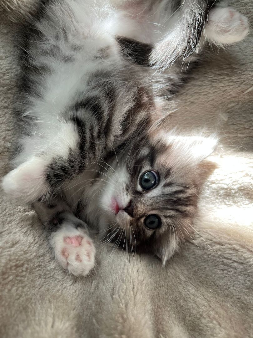 Norwegische Waldkatze -Kitten reinrassig