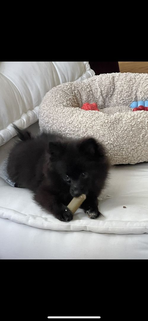 Zwergspitz/Pomeranian